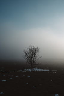 kahl, Baum, Blau, Himmel, Natur, Wetter, Nebel, draußen, Winter, Berge, Nikon, Landschaft, Tanne, abies, Pflanze, Gebäude, die Architektur, Opernhaus, Smog, Rauch, Kanal, kalte Temperatur, Schnee, Szenen - Natur, Umgebung, kahler Baum, ruhige Szene, Schönheit in der Natur, Ruhe, keine Leute, Land, Feld, Nicht-städtische Szene, Schneesturm, 5K, CC0, gemeinfrei, lizenzfrei