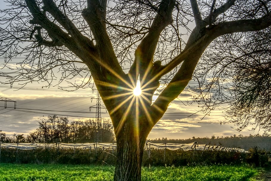 arbre, retroiluminació, sol, raig de sol, estrella enlluernadora, cel, camp, cultivable, naturalesa, paisatge, humor, brillant, daurat, hdr, rang dinàmic alt, contrast, planta, bellesa a la natura, tranquil·litat, llum solar, creixement, escena tranquil·la, herba, escenics - natura, posta de sol, cap gent, terra, núvol - cel, tronc de l'arbre, branca, a l'aire lliure, flare de la lent, streaming, 5K