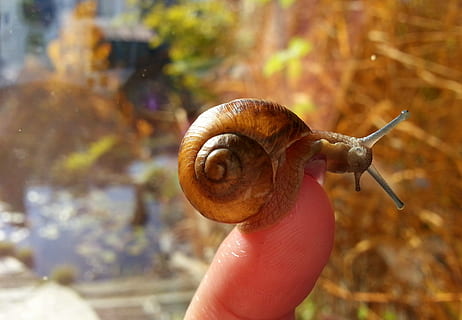 snail, human hand, animal, animal themes, hand, human body part, mollusk, one animal, animal wildlife, gastropod, holding, invertebrate, shell, one person, close-up, animal shell, body part, animals in the wild, focus on foreground, animal body part, finger, outdoors, small, marine, 2K, CC0, public domain, royalty free