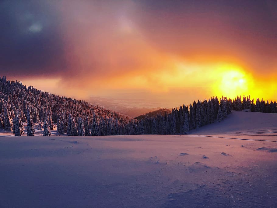 alberi di pino, albero, pianta, abies, abete, natura, all'aperto, comuna budureasa, strada senza nome, Romania, conifera, crepuscolo, cielo rosso, cielo, tramonto, montagna, abete rosso, Alba, la neve, temperatura fredda, inverno, scenics - natura, scena tranquilla, la tranquillità, nuvola - cielo, bellezza nella natura, ambiente, paesaggio, scena non urbana, terra, foresta, Pino, nessuno, albero di conifere, bosco, bosco di pini, 4K