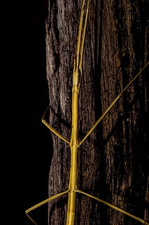 , plantă, natură, a închide, nici o persoana, trunchi de copac, copac, trompă, galben, creştere, texturată, lemn - material, în aer liber, plante stem, zi, legat, model, animale sălbatice, floare, animale în sălbăticie, stick - parte a plantelor, Fundal negru, 5K, CC0, domeniu public, fără drepturi de autor
