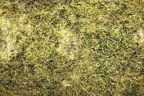 aldrende, tilbage, kulisse, baggrund, Brun, dække over, snavset, flora, Skov, foran, græs, græsklædte, grøn, urt, jord, græsplæne, blad, forlade, lys, makro, materiale, rodet, mos, gammel, organisk, mønster, plante, ru, sollys, overflade, struktur, tekstureret, fuld ramme, baggrunde, grøn farve, ingen mennesker, høj vinkel visning, dag, natur, vækst, udendørs, direkte over, ro, Mark, tæt på, skønhed i naturen, ren, lichen, 4K, CC0, offentligt domæne, royaltyfrie