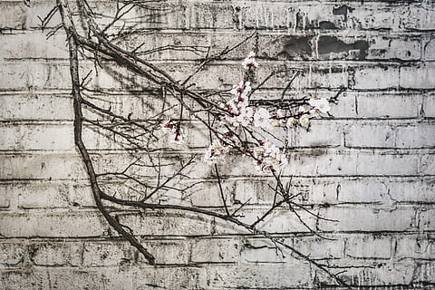 witbloeiende boom, steen, grijs, China, beijing, boom, muur - bouwfunctie, architectuur, fabriek, tak, ingebouwde structuur, dag, geen mensen, kale boom, buitenkant van het gebouw, natuur, buitenshuis, muur, gewerveld, lage hoekweergave, groei, vogel, stenen muur, neerstrijken, dode plant, 5K, CC0, publiek domein, royaltyvrij