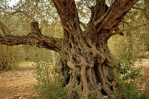 Olivenbaum, Baum, Stamm, Log, Holz, alt, knotig, Natur, Struktur, Borke, Landschaft, Mittelmeer, Pflanze, Kofferraum, Baumstamm, keine Leute, Wachstum, Tag, Land, Ruhe, Schönheit in der Natur, Ast, Wald, draußen, Szenen - Natur, Nicht-städtische Szene, Umgebung, grüne Farbe, Feld, Wurzel, 5K, CC0, gemeinfrei, lizenzfrei
