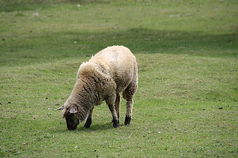oveja, temes d'animals, animal, mamífer, bestiar, camp, herba, terra, un animal, planta, pasturatge, vertebrats, animals domèstics, naturalesa, color verd, ovelles, agricultura, dia, nacional, cap gent, fauna animal, a l'aire lliure, herbívors, 4K, CC0, domini públic, lliure de regalies