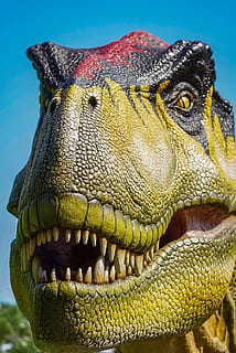 dinosaurus, rex, zuby, jednoho zvířete, detail, zvířat, část těla zvířete, zvíře, nikdo, zvířecí hlavy, zvířecí zuby, zvířata ve volné přírodě, obratlovců, savec, plaz, zvířecí ústa, den, zaměřit se na popředí, venku, pusa, humor, Příroda, ústa otevřená, zvířecí oko, agrese, 4K, CC0, veřejná doména, bez autorských práv