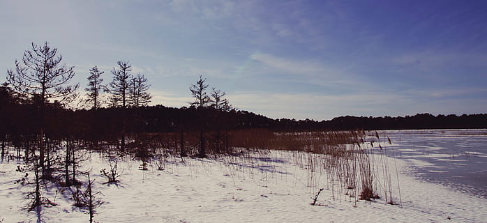 trær, hav foran, skyer, kald, dagslys, miljø, frost, frossen, is, landskap, natur, scenisk, himmel, snø, vann, vær, vinter, skogen, tre, anlegg, ro, rolig scene, kaldtemperatur, skjønnhet i naturen, naturskjønnhet - natur, innsjø, ikke-urbane scene, ingen folk, land, dag, sky - himmel, utendørs, 4K, CC0, offentlig domene, opphavsrett gratis
