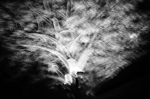 albero, spettrale, foresta, nero, bianco e nero, foto, fotografia, natura, vita notturna, movimento, nessuno, notte, movimento sfocato, astratto, all'aperto, lunga esposizione, Inquadratura dal basso, pianta, avvicinamento, sfondi, fumo - struttura fisica, evento, crescita, bellezza nella natura, fotogramma intero, 4K, CC0, dominio pubblico, privo di copyright