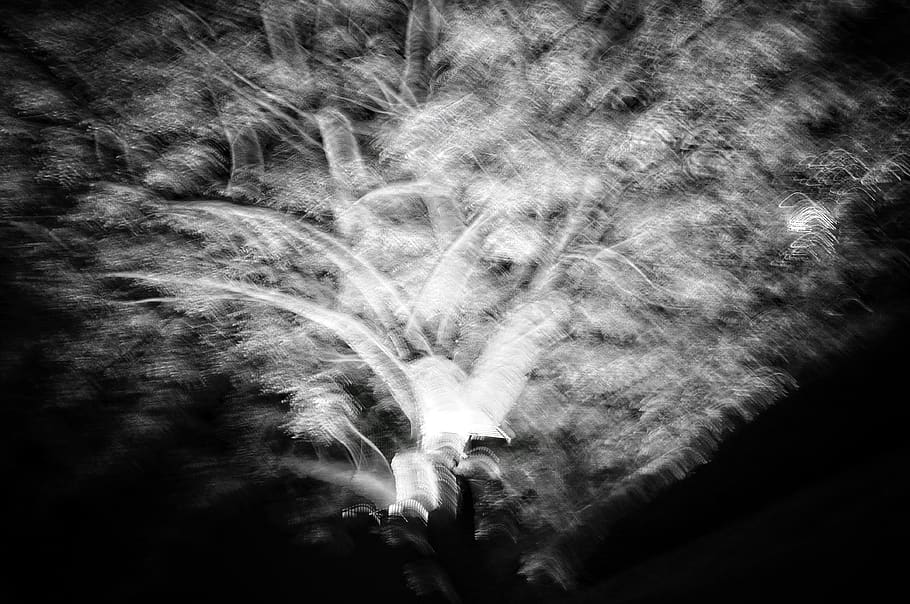 albero, spettrale, foresta, nero, bianco e nero, foto, fotografia, natura, vita notturna, movimento, nessuno, notte, movimento sfocato, astratto, all'aperto, lunga esposizione, Inquadratura dal basso, pianta, avvicinamento, sfondi, fumo - struttura fisica, evento, crescita, bellezza nella natura, fotogramma intero, 4K