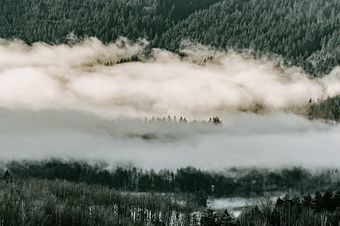 copaci și nori, natură, copac, plantă, în aer liber, abies, brad, vreme, ceaţă, aburi, vale, nori, munţi, pădure, lac, conifer, Munte, pin, de munte, molid, peisaj, frumusețe în natură, scenice - natura, liniște, scenă non-urbană, o scenă liniștită, zi, mediu inconjurator, nici o persoana, teren, mamifer, animale vertebrate, animale tematice, neclar, 5K, CC0, domeniu public, fără drepturi de autor