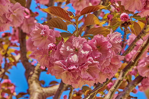 flower, cherry, tree, branch, flowering, plant, outbreak, colorful, flowering plant, beauty in nature, freshness, pink color, petal, close-up, fragility, growth, vulnerability, nature, no people, flower head, day, selective focus, springtime, inflorescence, blossom, outdoors, cherry blossom, cherry tree, bunch of flowers, 5K, CC0, public domain, royalty free