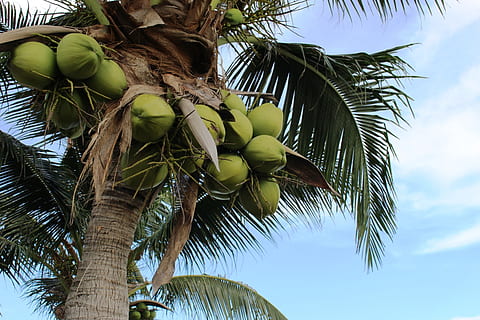 bunch, coconuts, growing, palm tree, blue, sky, tree, grow, palm, isolated, blue sky, holiday, vacation, island, travel, background, summer, tropical, exotic, coconut palm, fruits, , tropical climate, fruit, low angle view, leaf, growth, green color, healthy eating, food and drink, coconut palm tree, plant, nature, plant part, food, coconut, palm leaf, no people, trunk, outdoors, tropical tree, 4K, CC0, public domain, royalty free