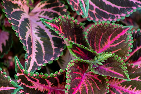 planta de coleus, porpra, planta, naturalesa, oceà, aigua, mar, a l'aire lliure, flor, full, animal, la vida marina, escull, Escull de corall, tints, molsa, venes, iris, fractal, ornament, creixement, part de la planta, primer pla, marc complet, color verd, bellesa a la natura, cap gent, fons, dia, frescor, color rosa, vista d’angle alt, centrar-se en primer pla, enfocament selectiu, vulnerabilitat, directament a sobre, herba, fulles, 5K, CC0, domini públic, lliure de regalies
