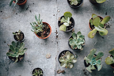 diverse succulenten, aloë, fabriek, flora, cactus, creme, toetje, voedsel, suikerglazuur, cake, room, bodem, sieraden, smaragd, edelsteen, ornament, spruit, pot, vaas, kruiden, hoge hoekmening, groene kleur, versheid, eten en drinken, welzijn, blad, geen mensen, vetplant, recht boven, deel van de plant, gezond eten, dag, groei, fruit, natuur, plant in bloempot, buitenshuis, 5K, CC0, publiek domein, royaltyvrij