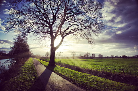 alberi, Sunray, tramonto, albero, pianta, cielo, natura, campo, paesaggio, albero nudo, nessuno, scena tranquilla, nuvola - cielo, la tranquillità, scenics - natura, bellezza nella natura, terra, ambiente, giorno, all'aperto, strada, erba, scena rurale, 4K, CC0, dominio pubblico, privo di copyright