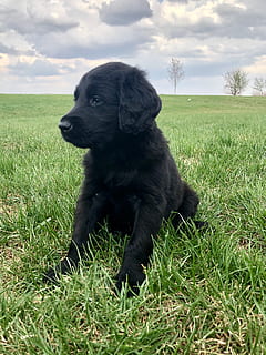 anak anjing, musim semi, musim panas, biru, hijau, hitam, membelai, anjing, laboratorium, lab hitam, sedikit, bayi, di luar, di luar rumah, alam, persediaan, anjing liar, liar, lokal, rumput, hewan peliharaan, satu binatang, binatang lokal, warna hitam, mamalia, menanam, tema binatang, hewan, bertulang belakang, bidang, langit, tanah, warna hijau, tidak ada orang, mencari, 2K, CC0, domain publik, bebas royalti