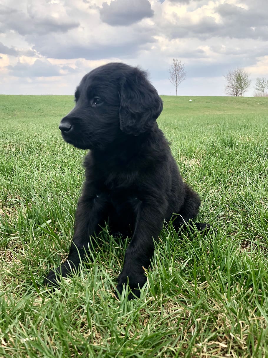 hundehvalp, forår, sommer, blå, grøn, sort, kæledyr, hund, lab, sort lab, lille, baby, uden for, udendørs, natur, lager, vilde hund, vild, indenlandske, græs, hunde, et dyr, husdyr, sort farve, pattedyr, plante, dyre temaer, dyr, hvirveldyr, Mark, himmel, jord, grøn farve, ingen mennesker, leder, 2K
