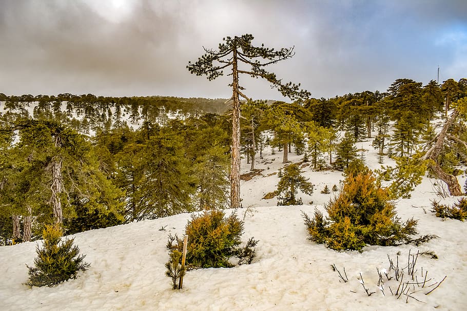 arbres, muntanya, neu, hivern, paisatge, naturalesa, escènic, bosc, boscos, cel, núvols, troodos, Xipre, arbre, planta, bellesa a la natura, temperatura de fred, núvol - cel, escenics - natura, tranquil·litat, cap gent, medi ambient, terra, escena no urbana, arbre de coníferes, escena tranquil·la, pi, a l'aire lliure, bosc de pi, arbre de fulla perenne, 5K