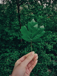 grønt blad, grøn, hånd, blad, menneskelig hånd, menneskelig kropsdel, plante del, bedrift, en person, plante, kropsdel, rigtige mennesker, finger, grøn farve, personlige perspektiv, fokus på forgrunden, uigenkendelig person, menneskelig finger, natur, tæt på, dag, vækst, udendørs, menneskelig lem, blade, 4K, CC0, offentligt domæne, royaltyfrie