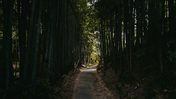 skov træer, plante, Kyoto, bambus, japan, fushimi inari-taisha, vej, grusvej, jord, Skov, træer, mad, grøntsag, bambusskud, fremstille, asfalt, sti, udendørs, landskab, træ, retning, vejen frem, vækst, ro, natur, ingen mennesker, skønhed i naturen, rolig scene, bagagerum, træstamme, ikke-urbane scene, transportmidler, bambus - plante, lang, 4K, CC0, offentligt domæne, royaltyfrie
