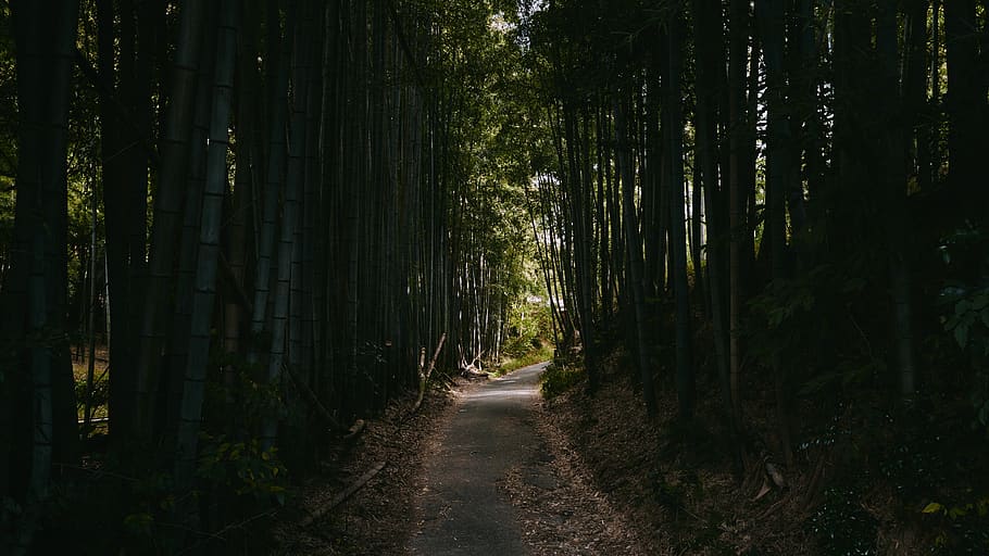 lesních stromů, rostlina, kyoto, bambus, Japonsko, fushimi inari-taisha, silnice, polní cesta, přízemní, les, stromy, jídlo, zeleniny, bambusové střílet, vyrobit, asfalt, asfaltovat, stezka, cesta, venku, scenérie, strom, směr, přistát, cesta vpřed, růst, klid, Příroda, nikdo, krása v přírodě, klidné scény, kufr, kmen stromu, mimoměstské scény, přeprava, bambus - rostlina, dlouho, 4K