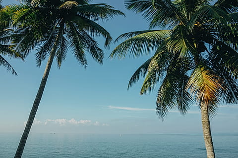 dos, Cocoteros, mar, playa, nubes, cocos, tiempo de día, paisaje, naturaleza, Oceano, palma, Hojas de palma, palmeras, escénico, marina, costa, apuntalar, cielo, arboles, agua, palmera, clima tropical, árbol, belleza en la naturaleza, tranquilidad, paisajes - naturaleza, horizonte sobre el agua, escena tranquila, horizonte, planta, crecimiento, idílico, el maletero, nadie, arbol tropical, al aire libre, palmera de coco, hoja de palma, 5K, CC0, dominio público, libre de derechos