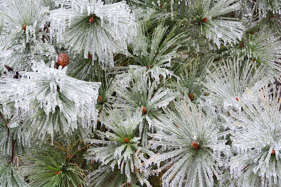 led, borovice, zimní, ledová bouře, rostlina, studená teplota, sníh, růst, strom, nikdo, Příroda, den, krása v přírodě, zelená barva, zamrzlý, přistát, klid, detail, jehličnatého stromu, bílá barva, venku, vždy zelený strom, jehly - část rostliny, borové lesy, 5K