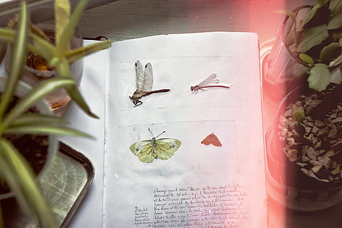 moje, motyl, notatnik, Podkładka, album, nagranie, memorandum, entomologia, chrząszcze, ważka, pluskwa, lato, sumy, Ukraina, rośliny, okno, film, ziarno, palić się, roślina, liść, żadnych ludzi, wewnątrz, Natura, zbliżenie, część rośliny, świeżość, martwa natura, kwiat, jedzenie i picie, jedzenie, Bezpośrednio powyżej, roślina kwitnąca, wzrost, roślina doniczkowa, stół, ryba, zwierzę, wysoki kąt widzenia, 5K, CC0, domena publiczna, darmowe zdjęcia
