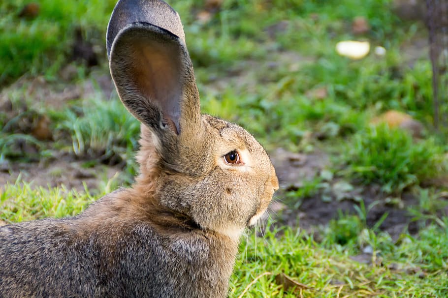 lepre, Attenzione, capo, Marrone, temi animali, animale, un animale, mammifero, fauna selvatica, coniglio - animale, erba, concentrarsi sulle conoscenze acquisite, animali allo stato selvatico, pianta, vertebrato, avvicinamento, natura, vista laterale, parte del corpo animale, nessuno, giorno, mangiare, terra, campo, all'aperto, testa di animale, vista profilo, erbivoro, 5K