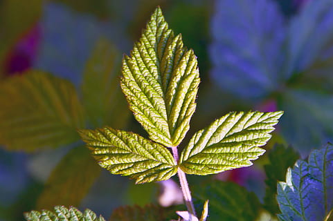 gerds, verd, fulla de gerds verdes, fruita, saludable, fresc, vegetarià, naturalesa, bé, primavera, vitamines, menjar, l'hort, planta, creixement, primer pla, bellesa a la natura, full, centrar-se en primer pla, part de la planta, color verd, cap gent, dia, frescor, flor, planta amb flors, fragilitat, a l'aire lliure, vulnerabilitat, enfocament selectiu, menjar i beguda, porpra, herba, 5K, CC0, domini públic, lliure de regalies
