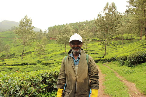 Índia, munnar, planta, una persona, persones reals, color verd, creixement, vista frontal, arbre, de peu, terra, naturalesa, camp, estils de vida, paisatge, homes, dia, roba, cintura cap amunt, escenics - natura, bellesa a la natura, home jove, a l'aire lliure, pagès, 5K, CC0, domini públic, lliure de regalies