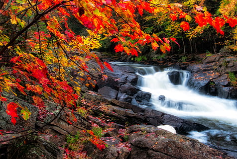 Foto, Wasserfälle, Herbstsaison, Kaskade, Umgebung, Stürze, fließen, Wald, HD Wallpaper, Landschaft, Langzeitbelichtung, Ahorn, Ahornblätter, Bewegungsunschärfe, Natur, Stromschnellen, Felsen, felsig, szenisch, Jahreszeit, Steine, Strom, still, Bäume, Wasser, Wasserfall, Baum, Herbst, Schönheit in der Natur, Szenen - Natur, Pflanze, Veränderung, Bewegung, Rock, Land, fließendes Wasser, solide, Rock - Objekt, keine Leute, orange Farbe, Tag, draußen, fließend, Kraft in der Natur, Herbstkollektion, Regenwald, natürlicher Zustand, 2K, CC0, gemeinfrei, lizenzfrei