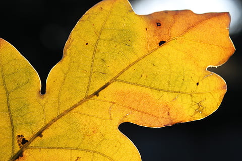 leaf, texture, pattern, green, leaves, foliage, color, plant, spring, yellow, plant part, change, leaf vein, close-up, autumn, nature, beauty in nature, no people, outdoors, studio shot, day, natural pattern, dry, focus on foreground, black background, orange color, natural condition, 4K, CC0, public domain, royalty free