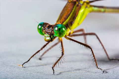 marrón, verde, libélula, de cerca, insecto, macro, temas de animales, animal, fauna animal, un animal, invertebrado, parte del cuerpo del animal, animales en la naturaleza, color verde, nadie, hormiga, antena animal, centrarse en primer plano, naturaleza, primer plano extremo, enfoque selectivo, día, ojo, ala animal, ojo de animal, pierna animal, cabeza de animal, pequeña, 5K, CC0, dominio público, libre de derechos