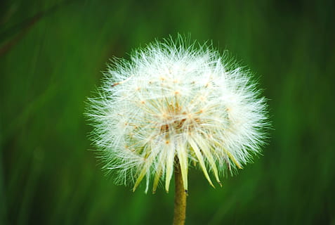 weiße Löwenzahnblume, Pflanze, Löwenzahn, Blume, blühen, Newcastle, Südafrika, Weiß, Natur, Grün, Mutter Natur, Makro, Gras, Pollen, Blütenblatt, Frühling, Knospe, sprießen, Cricket-Insekt, Tier, Nahansicht, Schönheit in der Natur, Verletzlichkeit, Frische, Fokus auf den Vordergrund, Zerbrechlichkeit, Wachstum, blühende Pflanze, keine Leute, Blütenstand, Blütenkopf, Tag, grüne Farbe, Löwenzahnsamen, draußen, Weichheit, 2K, CC0, gemeinfrei, lizenzfrei