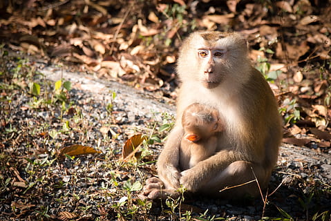 mico, bosc de micos, micos, naturalesa, Tailàndia, macaque, mamífer, persistent, trepitjar, ulls, cabell, arbre, robar, pressa, entremaliat, animals, no hi ha residencial, ximpanzé, zoo, bola de mico, fauna animal, animals a la natura, primat, vertebrats, assegut, grup d’animals, terra, full, part de la planta, animal jove, dia, dos animals, cap gent, camp, a l'aire lliure, família d’animals, cura, 1080P, CC0, domini públic, lliure de regalies