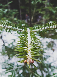 medžiai, žiemą, miškas, pušis, pinetree, Iš arti, augalų, žalia spalva, augimą, medis, lapai, dieną, augalų dalis, grožis gamtoje, pobūdį, nėra žmonių, sutelkti dėmesį į naujas žinias, atrankinis dėmesys, pušies, spygliuočių medis, lauke, filialas, ramybė, šalta temperatūra, adatos augalų dalis, eglė, 4K, CC0, Viešasis domenas, nemokamai