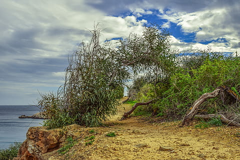 chemin, la nature, arbre, paysage, ciel, des nuages, nuageux, hiver, parc national, Ayia Napa, Chypre, nuage - ciel, eau, plante, beauté dans la nature, scène tranquille, paysages - nature, terre, mer, tranquillité, journée, plage, personne, scène non urbaine, en plein air, horizon, idyllique, horizon au-dessus de l'eau, 5K, CC0, domaine public, libre de droits