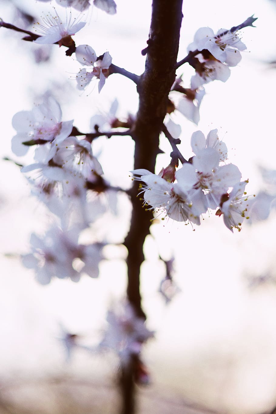 matahari, sinar matahari, ceri, pohon ceri, pohon sakura, bunga sakura, berkembang, alam, cahaya, vsco, langit, bunga, wallpaper, Latar Belakang, musim semi, musim panas, flora, menanam, tanaman berbunga, kesegaran, kerentanan, kerapuhan, pohon, keindahan di alam, cabang, pertumbuhan, mekar, merapatkan, fokus selektif, hari, tidak ada orang, ranting, daun bunga, serbuk sari, di luar rumah, kepala bunga, prem bunga, 5K