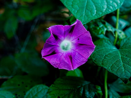 Blume, violett, Pflanze, Frische, Schönheit in der Natur, Zerbrechlichkeit, blühende Pflanze, Verletzlichkeit, Blütenblatt, Blatt, Wachstum, Pflanzenteil, Nahansicht, Blütenstand, Blütenkopf, Natur, Fokus auf den Vordergrund, lila, grüne Farbe, keine Leute, draußen, 4K, CC0, gemeinfrei, lizenzfrei