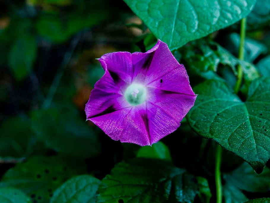 Blume, violett, Pflanze, Frische, Schönheit in der Natur, Zerbrechlichkeit, blühende Pflanze, Verletzlichkeit, Blütenblatt, Blatt, Wachstum, Pflanzenteil, Nahansicht, Blütenstand, Blütenkopf, Natur, Fokus auf den Vordergrund, lila, grüne Farbe, keine Leute, draußen, 4K