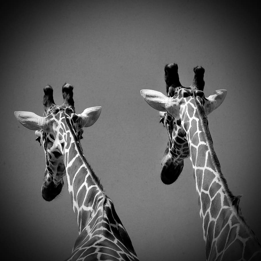 girafe, mammifero, fauna selvatica, giraffa, gruppo di animali, collo animale, parte del corpo animale, due animali, a strisce, safari, animali allo stato selvatico, nessuno, ritratto, vertebrato, erbivoro, 2K