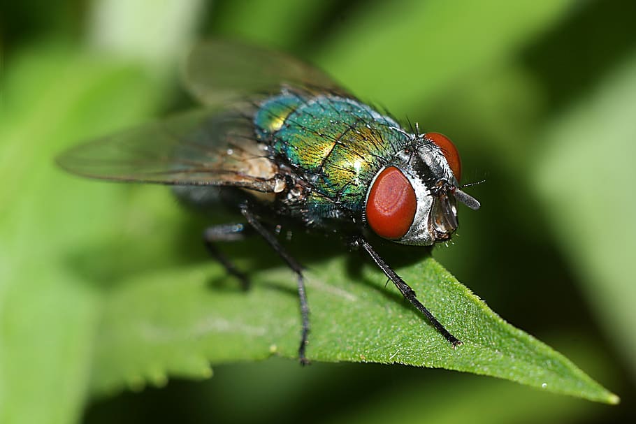 mucha, macro, naturalesa, insecte, invertebrat, un animal, animal, temes d'animals, fauna animal, animals a la natura, part de la planta, full, color verd, primer pla, ala dels animals, volar, mosca domèstica, planta, cap gent, enfocament selectiu, centrar-se en primer pla, dia, ull d’animals, 4K