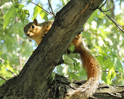 esquirol, amunt, arbre, naturalesa, animal, fora, vida salvatge, pelut, cua, marró, atenció, ulls, mamífer, sorpresa, cap, pell, temes d'animals, branca, un animal, planta, fauna animal, animals a la natura, vertebrats, tronc, rosegador, tronc de l'arbre, cap gent, vista d’angle baix, centrar-se en primer pla, dia, a l'aire lliure, 2K, CC0, domini públic, lliure de regalies
