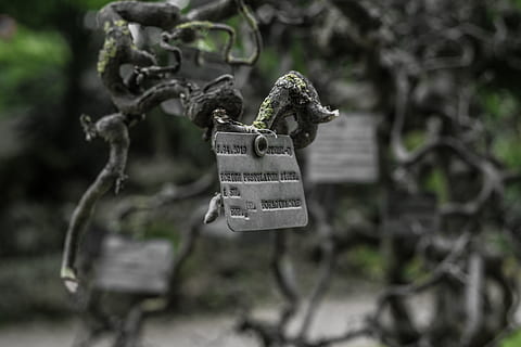 Quadrat, grau, Metallplatte, Fokus auf den Vordergrund, Tag, keine Leute, Text, Pflanze, hängend, Kommunikation, draußen, Natur, Wachstum, Nahansicht, westliche Schrift, Metall, Baum, selektiver Fokus, Schutz, Information, Zeichen, angebracht, Hinweisschild, Botschaft, 5K, CC0, gemeinfrei, lizenzfrei