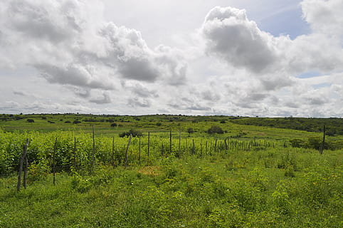 céu, nuvem, panorama, nuvens, dia, futuro, natural, fofa, ar, horizonte, campo, gramado, árvore, nuvem - céu, cor verde, plantar, tranquilidade, meio Ambiente, beleza na natureza, cena tranquila, scenics - natureza, terra, crescimento, ninguém, natureza, grama, cena não urbana, idílico, ao ar livre, 2K, CC0, domínio público, royalty free