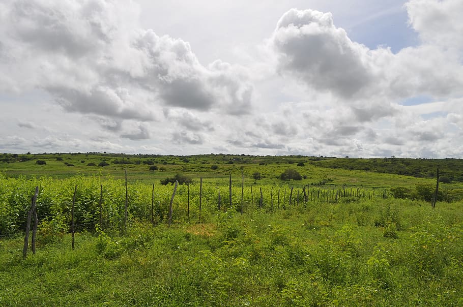 Himmel, Wolke, Landschaft, Wolken, Tag, Zukunft, natürlich, süß, Luft, Horizont, Feld, Rasen, Baum, wolke - himmel, grüne Farbe, Pflanze, Ruhe, Umgebung, Schönheit in der Natur, ruhige Szene, Szenen - Natur, Land, Wachstum, keine Leute, Natur, Gras, Nicht-städtische Szene, idyllisch, draußen, 2K