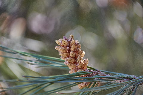 pinho, surto, agulhas, floresta, conífera, plantar, pinaceae, fechar-se, árvore conífera, árvore, Pinha, natureza, crescimento, dia, Pinheiro, ninguém, beleza na natureza, focar em primeiro plano, foco seletivo, folha, parte da planta, tranquilidade, ao ar livre, flor, ramo, agulha - parte da planta, 5K, CC0, domínio público, royalty free