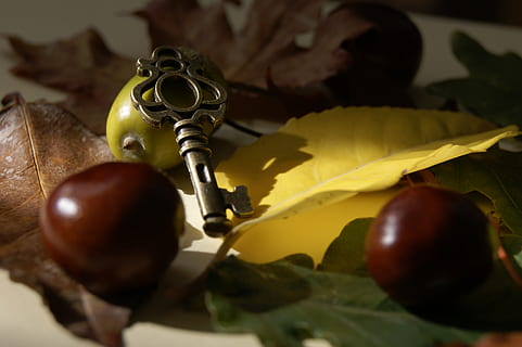 key, chestnut, chestnuts, leaf, foliage, autumn, in the fall, yellow, green, brown, colors, colored, nature, fruit, healthy eating, food and drink, food, close-up, wellbeing, freshness, no people, plant part, indoors, still life, selective focus, apple - fruit, focus on foreground, plant, red, day, ripe, 4K, CC0, public domain, royalty free