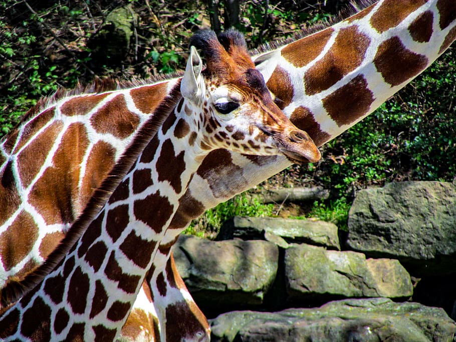 dues girafes, animal, fauna animal, temes d'animals, animals a la natura, un animal, mamífer, marques d’animals, vertebrats, cap gent, dia, part del cos dels animals, naturalesa, girafa, primer pla, zoo, animals en captivitat, safari, cap d’animals, patró natural, a l'aire lliure, herbívors, coll d'animals, 2K